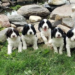 Springerdoodle Puppies from Just Doodling