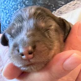 Rebecca - Dapple female Dachshund puppy in Oregon from SoCo Dachshunds