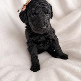 Onyx - Black female Goldendoodle puppy in Glendale, Arizona from CocoLove Doodles