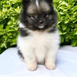 Wolf sable Parti girl 1 - Wolf sable female Pomeranian puppy in Princeton, New Jersey from PureLove Poms.