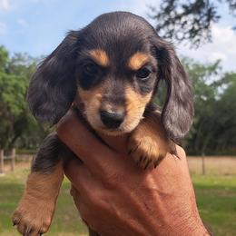 2300..Lilly dapple - Dapple female Dachshund puppy in Winter Haven, Florida from Gateway 2 Little Paws