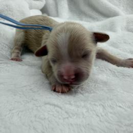 Blue - Apricot male Maltipoo puppy in Denair, California from 209PuppiesCaliforniaMaltipoo