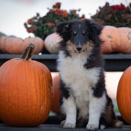 Check Mark- Marcus - Black white and tan male Shetland Sheepdog puppy in Chaumont, New York from GrapeView Shetland Sheepdogs