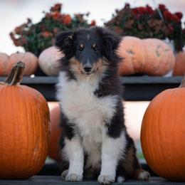 Check Mark- Marcus - Black white and tan male Shetland Sheepdog puppy in Chaumont, New York from GrapeView Shetland Sheepdogs
