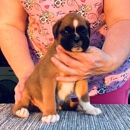 Chunky fawn boy - Fawn male Boxer puppy in Wellsville, Missouri from Casino Boxers