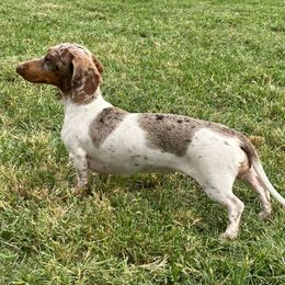 Rain - Dachshund