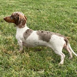Rain - Dachshund
