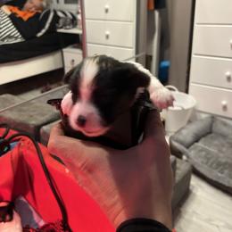 Papillon Puppies from ANTON KOTLJAROV