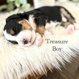Treasure - Tri-color male Bernedoodle puppy in Waco, Texas from Blessings Pups Doodles