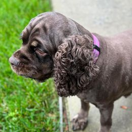 Baby Destiny - Cocker Spaniel