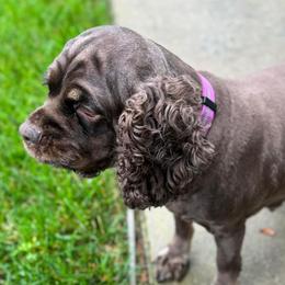Baby Destiny - Cocker Spaniel