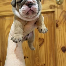 Flap jack - Fawn and white male Bulldog puppy in Wolf Creek, Oregon from Dejah Bleu Bulldogs