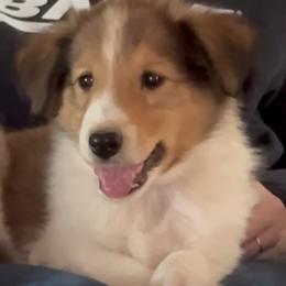 Bridger - male Scottish Collie puppy in Newcastle, Wyoming from Wykota 7K Scottish Collies