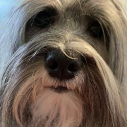 Havanese All Grown Up from Bella Dulce Havanese
