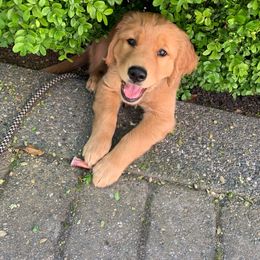 Golden Retriever Puppies from Home Sweet Goldens
