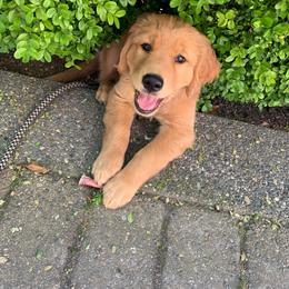 Golden Retriever Puppies from Home Sweet Goldens