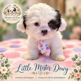 Dewey - Black and white male Shihpoo puppy in Mesa, Arizona from House of Zen Shihtzus