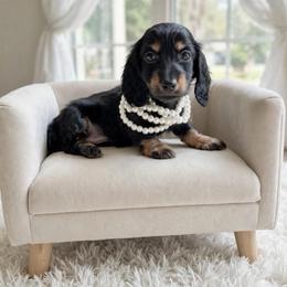 Candy European Lines - Black and tan female Dachshund puppy in Richmond, Virginia from Irresistible Dachshunds & Cavaliers