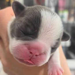 Princess Daisy - Blue female French Bulldog puppy in Denver, Colorado from Mecham Family kennels -MechamFrenchies