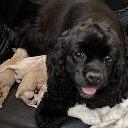 Molly - Cocker Spaniel