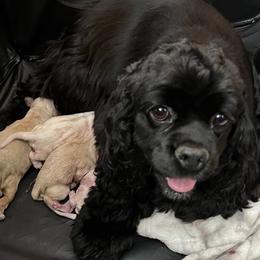 Molly - Cocker Spaniel