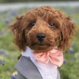 Poodles from Corduroy