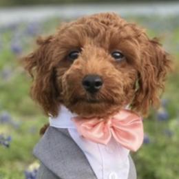 Poodles from Corduroy