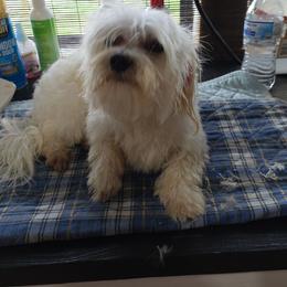 Ellis - White male Maltese puppy in Four Oaks, North Carolina from .Havenkennels.Net