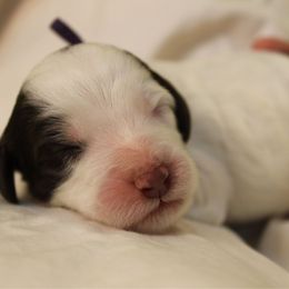 Persephone - Black and white female Bernedoodle puppy in Eagle Mountain, Utah from Liberty Farms Puppies