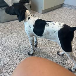 Black Girl 9173 - Black and white female German Shorthaired Pointer puppy in Spring Hope, North Carolina from Hogan’s Lowrider Hounds