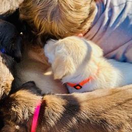 Labradoodles and Labrador Retrievers from Green Acres Labradors