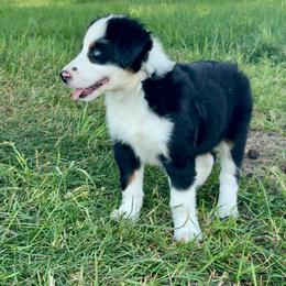 Oscar - Black tri male Miniature Australian Shepherd puppy in Marion, Michigan from Highland Hills Mini Aussies