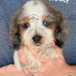 Mr. Red-3800 - Dapple male Dachshund puppy in Sparr, Florida from From the Heart Doxies