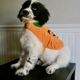 Cookies 'n' Cream - Parti male Goldendoodle puppy in Taylorsville, North Carolina from Heartfelt Doodles