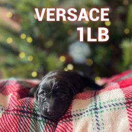 Versace - Black female Labrador Retriever puppy in Puyallup, Washington from 12 Door Farm Labradors