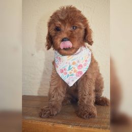 Bernedoodle, Goldendoodle, and Poodle Puppies from Florida Pumpkadoodles