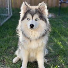 Winter - Pomsky