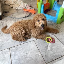 Coco - Apricot female Goldendoodle puppy in Sugarcreek, Ohio from True Hearted Doodles