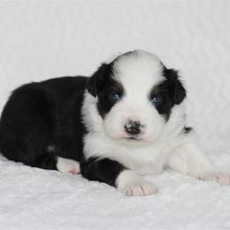 Four Seasons - Black tri-color female Australian Shepherd puppy in Circleville, Utah from Canyon Creek Aussies