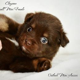 Cheyenne - Red tri-color female Australian Shepherd puppy in Ranger, Texas from Outback Mini Aussies