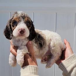 Victoria - Chocolate female Cavapoo puppy in Dothan, Alabama from Farquharson's Poodles&Doodles