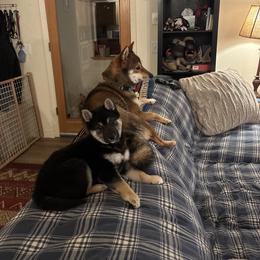Shiba Inu Puppies from Mountain Air Shibas