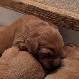 She is similar to her littermates - Dark golden female Golden Retriever puppy in Ramsey, Minnesota from Nelson Retrievers