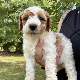 Glory - Parti female Goldendoodle puppy in Gastonia, North Carolina from Crowders Creek Doodles