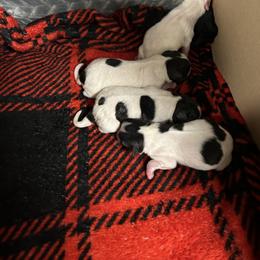 Papillon Puppies from ANTON KOTLJAROV