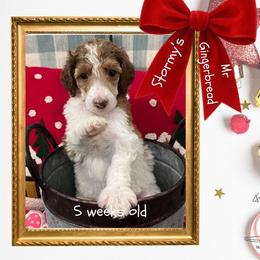 Gingerbread - Parti male Poodle puppy in Ocean Springs, Mississippi from Forever Summer Standard Poodles