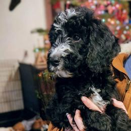 Leap - Black male Goldendoodle puppy in Pollock Pines, California from Ten Acre Wood Doodles