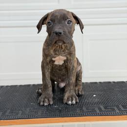 Spirit - Black brindle male Cane Corso puppy in Houston, Texas from Mortaio Cane Corso