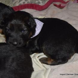 German Shepherd Puppies from Import German Shepherds of Kansas
