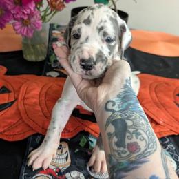 Jake - Blue and white male Great Dane puppy in Pollock, Louisiana from Danes Done Right